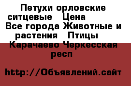 Петухи орловские ситцевые › Цена ­ 1 000 - Все города Животные и растения » Птицы   . Карачаево-Черкесская респ.